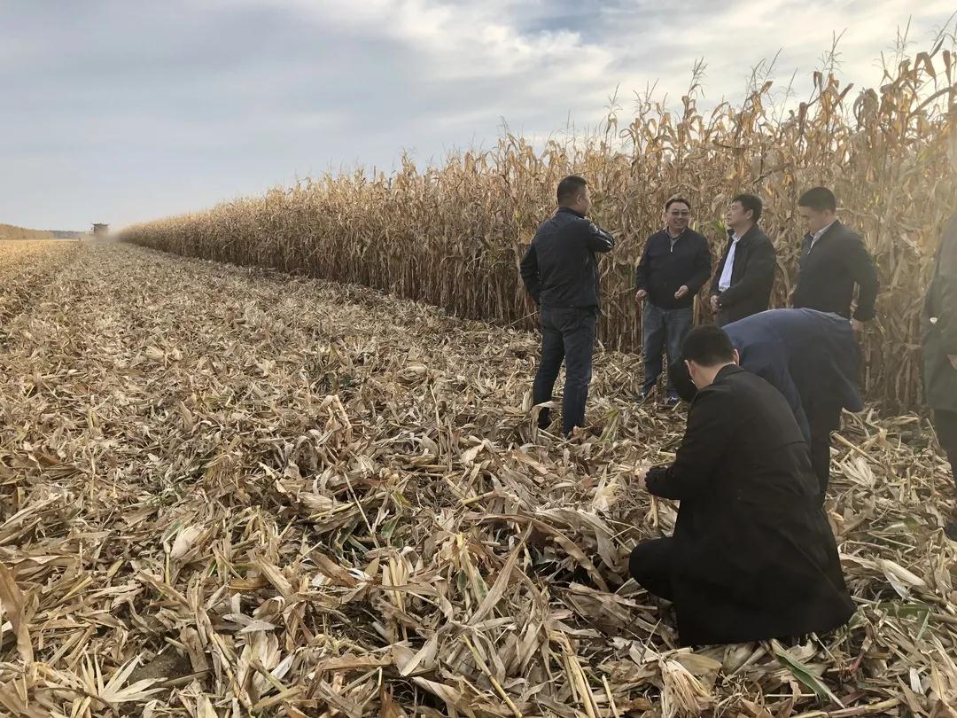 1610351268253820.jpg 1.jpg